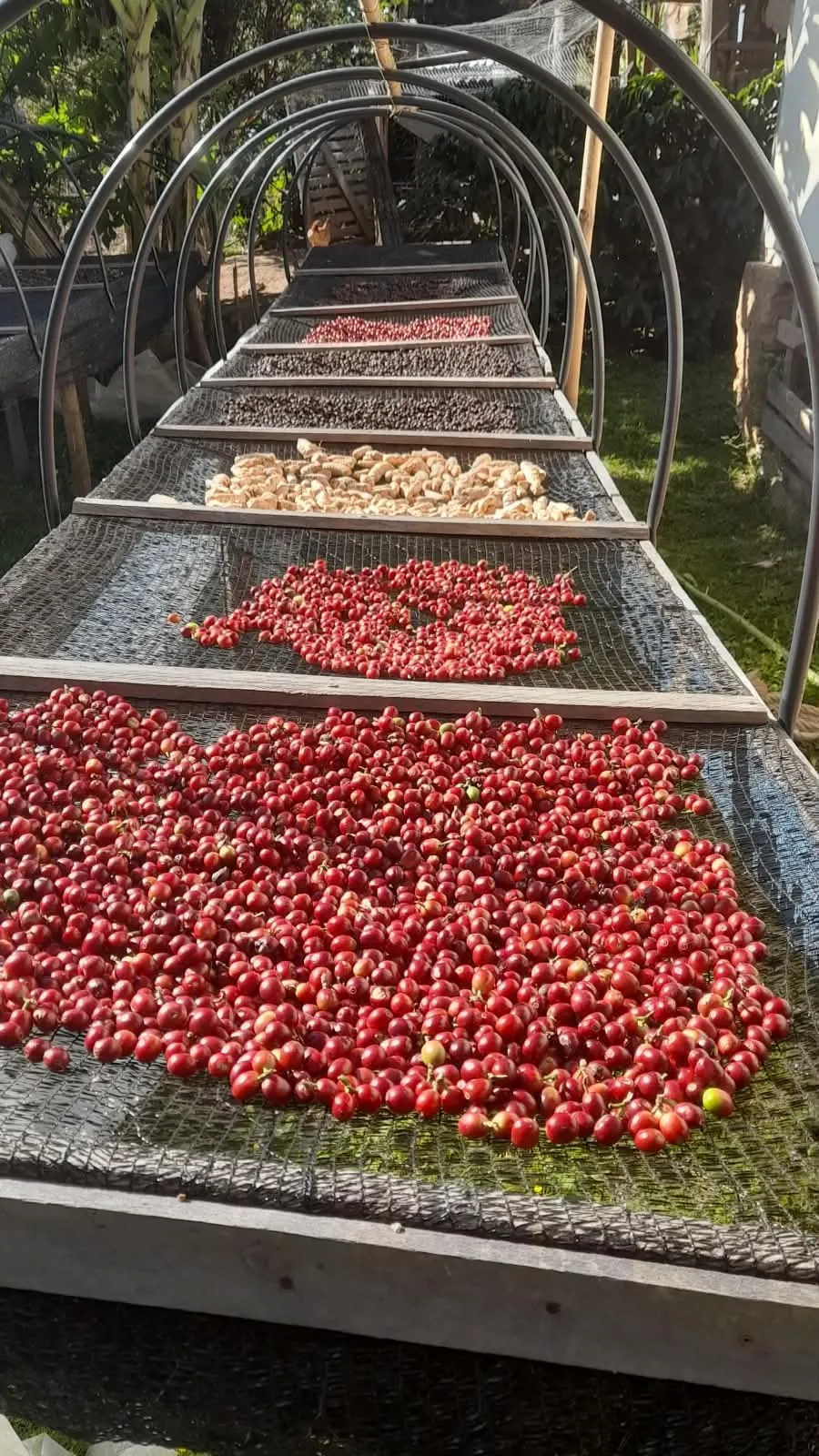 Terreiros suspensos com café em diferentes etapas de secagem